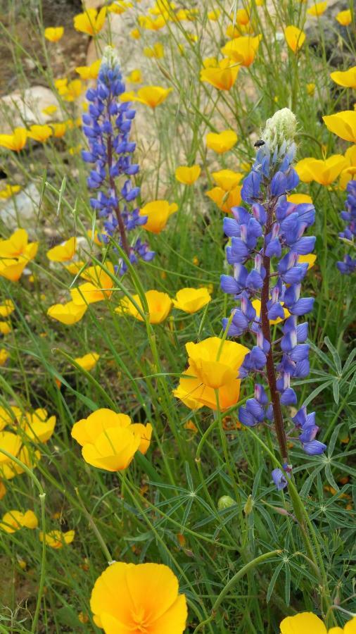 Yosemite Foothill Retreat * Coarsegold